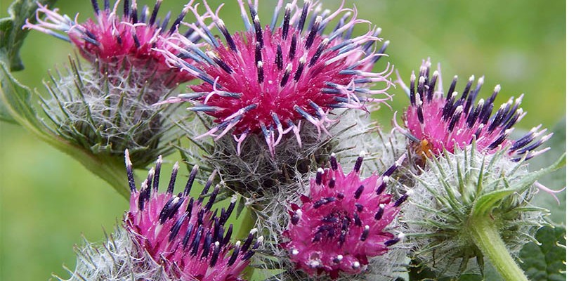 Burdock