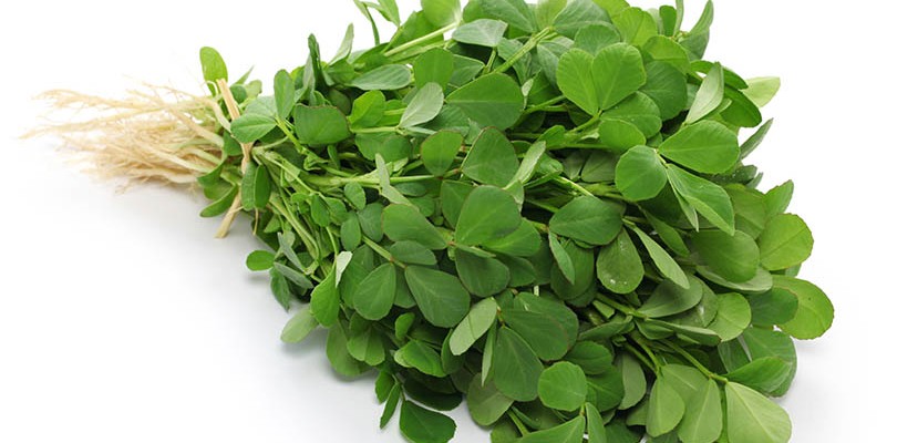 Fenugreek