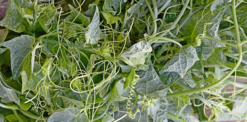 Ivy Gourd